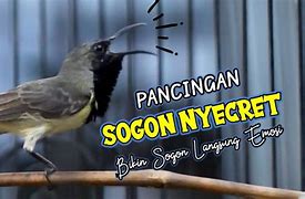 Burung Sogon Gacor An Apanya